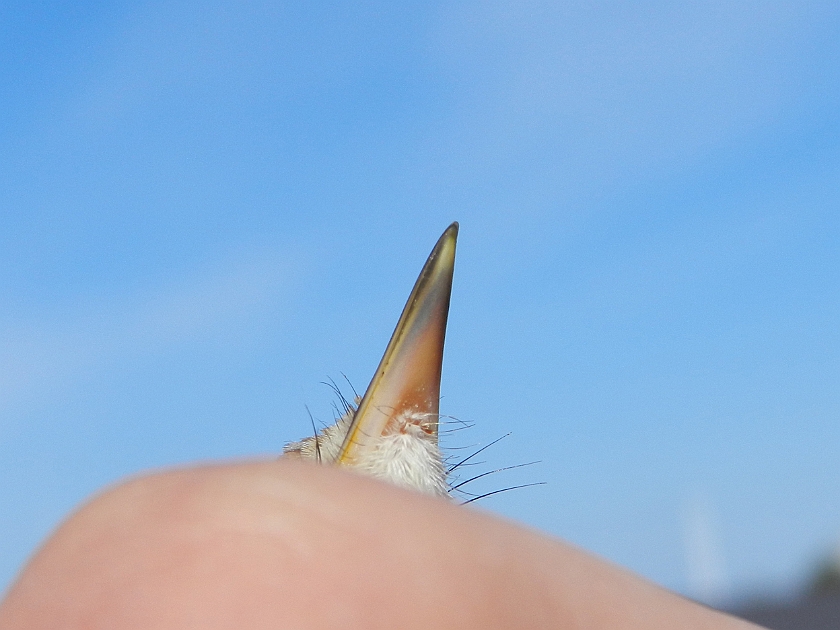 Booted Warbler 